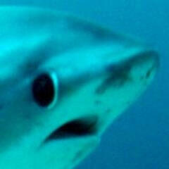 My shark icon